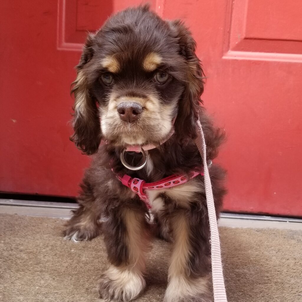 A smol brown and golden dog in front of a red door. The dog is wearing a pink collar with ladybugs. She also has very judgemental (or excited) eyebrows.