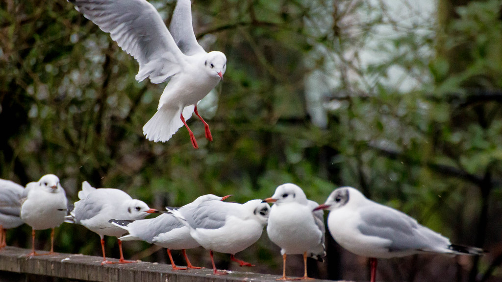 Six grey and white birds sitting on a fence. A seventh bird is landing to join them.