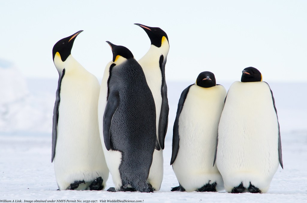 Five penguins standing in a cold looking environment. It appears as though three of them are chatting with one another and the other two are having their own conversation.